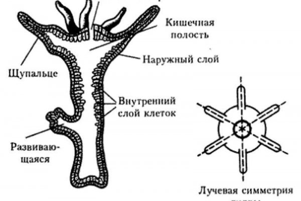 Кракен даркен